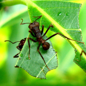 Combate a infestação de formigas cortadeiras